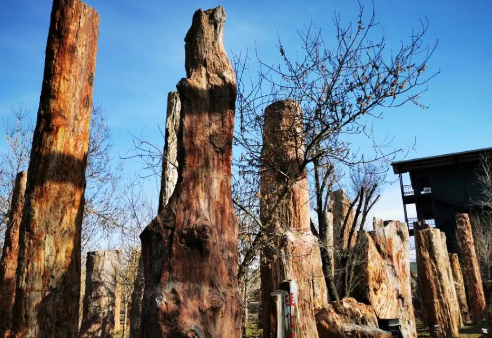 Petrified wood landscape